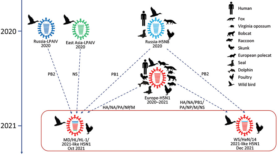 Pandemic influenza microscopy electron vlps novel flu vaccine emory effective mice against