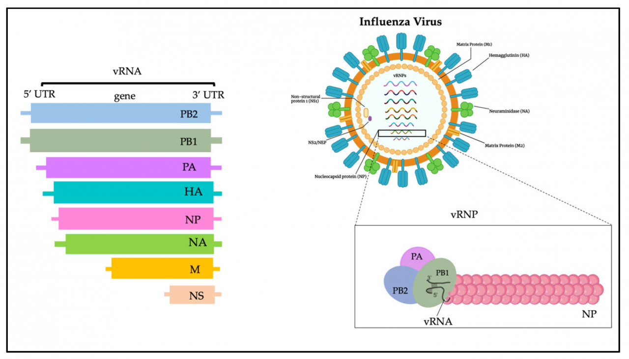 Flu graphic pandemic bird pandemics illustration swine pathways version click cause guardian